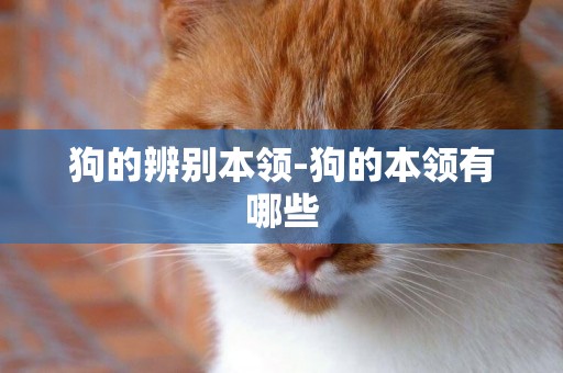 狗的辨別本領-狗的本領有哪些