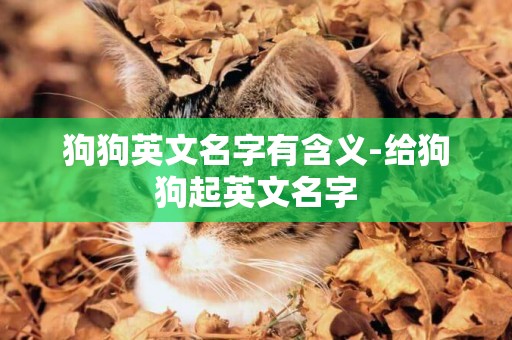 狗狗英文名字有含義-給狗狗起英文名字