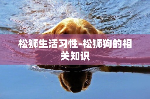 松獅生活習性-松獅狗的相關知識