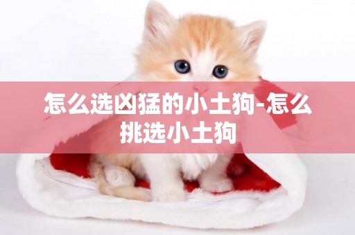 怎么選兇猛的小土狗-怎么挑選小土狗