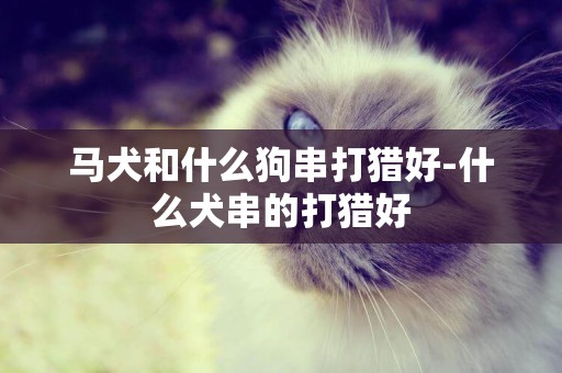 馬犬和什么狗串打獵好-什么犬串的打獵好