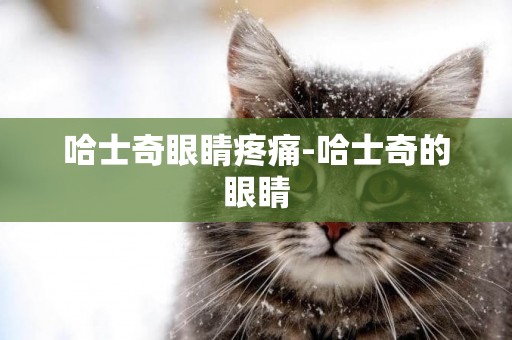 哈士奇眼睛疼痛-哈士奇的眼睛
