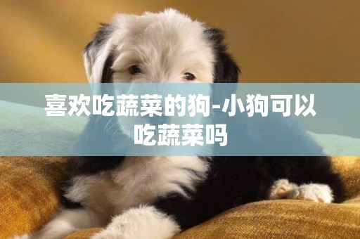 喜歡吃蔬菜的狗-小狗可以吃蔬菜嗎