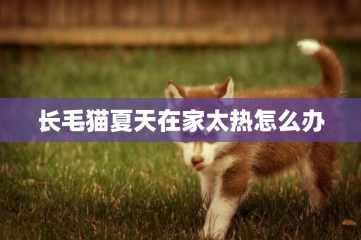 長毛貓夏天在家太熱怎么辦