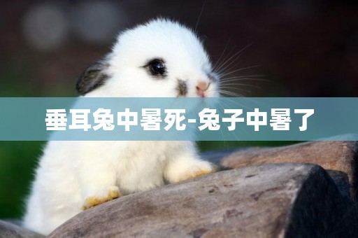 垂耳兔中暑死-兔子中暑了