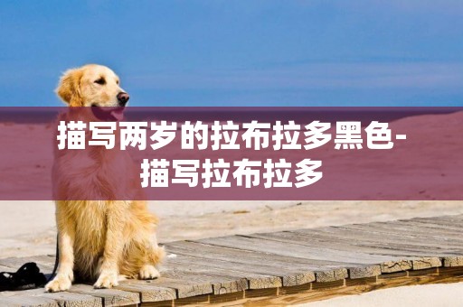 描寫兩歲的拉布拉多黑色-描寫拉布拉多