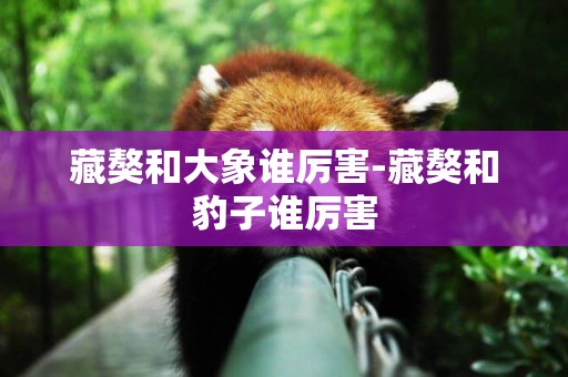 藏獒和大象誰厲害-藏獒和豹子誰厲害