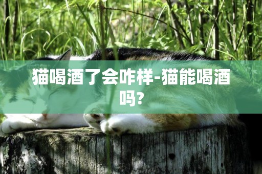 貓喝酒了會咋樣-貓能喝酒嗎?