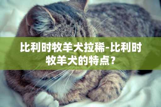 比利時牧羊犬拉稀-比利時牧羊犬的特點？