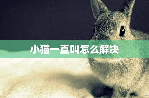 小貓一直叫怎么解決