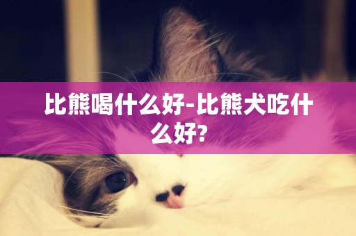 比熊喝什么好-比熊犬吃什么好?