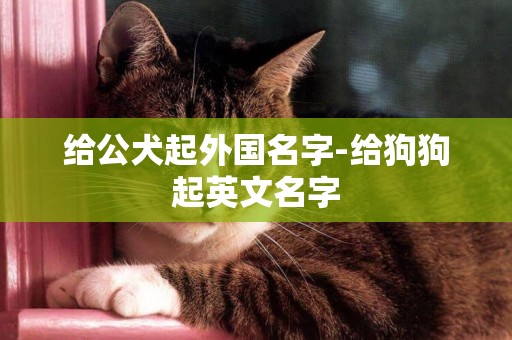 給公犬起外國名字-給狗狗起英文名字