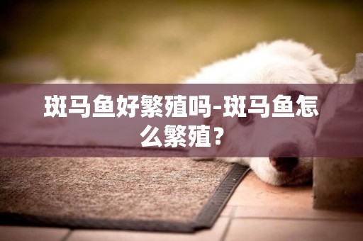 斑馬魚好繁殖嗎-斑馬魚怎么繁殖？