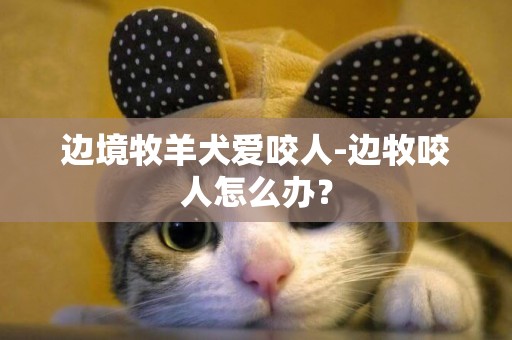 邊境牧羊犬愛咬人-邊牧咬人怎么辦？