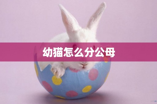 幼貓怎么分公母