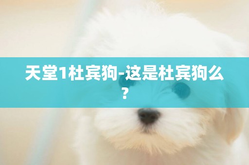 天堂1杜賓狗-這是杜賓狗么?