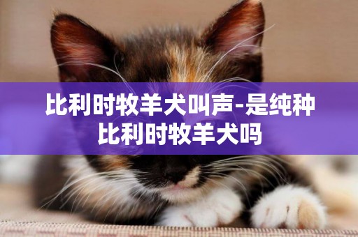 比利時牧羊犬叫聲-是純種比利時牧羊犬嗎