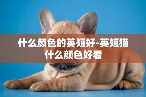 什么顏色的英短好-英短貓什么顏色好看