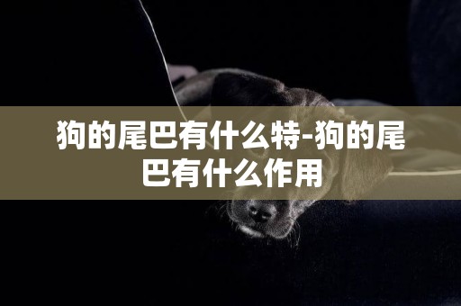 狗的尾巴有什么特-狗的尾巴有什么作用