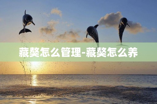 藏獒怎么管理-藏獒怎么養