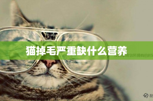 貓掉毛嚴重缺什么營養