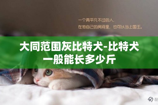 大同范圍灰比特犬-比特犬一般能長多少斤