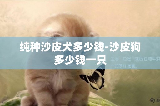 純種沙皮犬多少錢-沙皮狗多少錢一只
