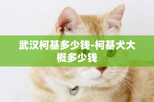 武漢柯基多少錢-柯基犬大概多少錢