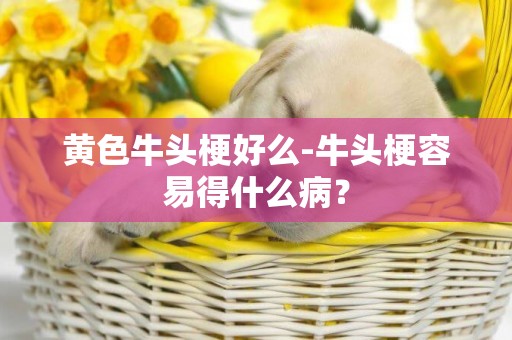 黃色牛頭梗好么-牛頭梗容易得什么病？