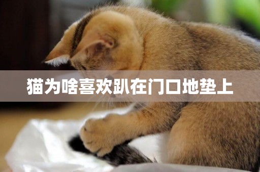 貓為啥喜歡趴在門口地墊上