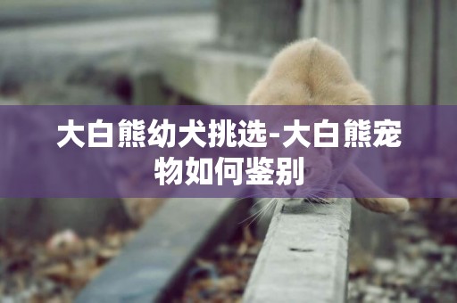 大白熊幼犬挑選-大白熊寵物如何鑒別