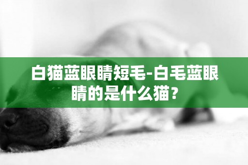 白貓藍眼睛短毛-白毛藍眼睛的是什么貓？