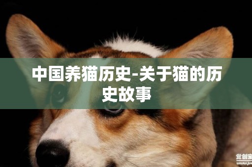 中國養貓歷史-關于貓的歷史故事