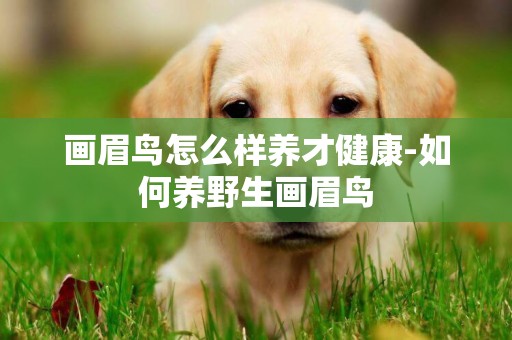 畫眉鳥怎么樣養才健康-如何養野生畫眉鳥