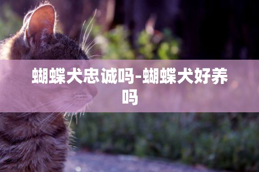 蝴蝶犬忠誠嗎-蝴蝶犬好養嗎