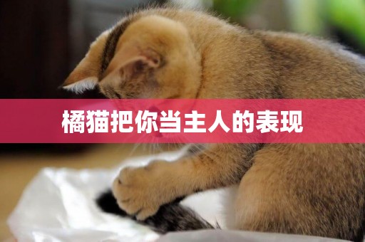 橘貓把你當主人的表現