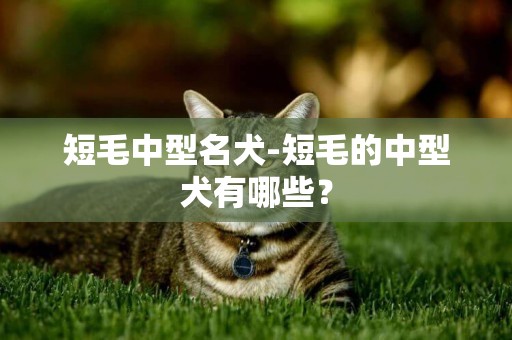 短毛中型名犬-短毛的中型犬有哪些？
