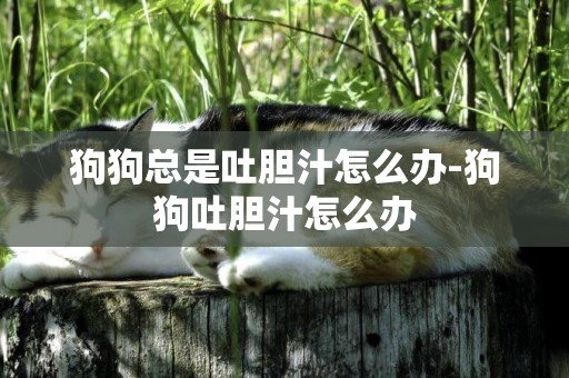 狗狗總是吐膽汁怎么辦-狗狗吐膽汁怎么辦