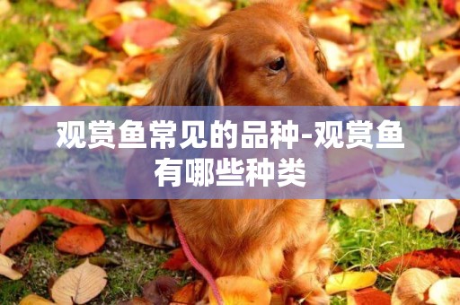觀賞魚常見的品種-觀賞魚有哪些種類