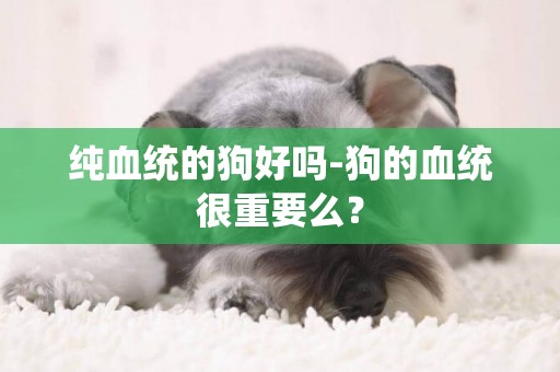 純血統的狗好嗎-狗的血統很重要么？