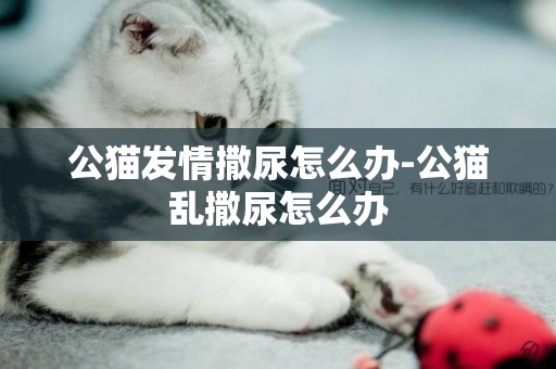 公貓發情撒尿怎么辦-公貓亂撒尿怎么辦