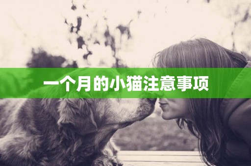 一個月的小貓注意事項