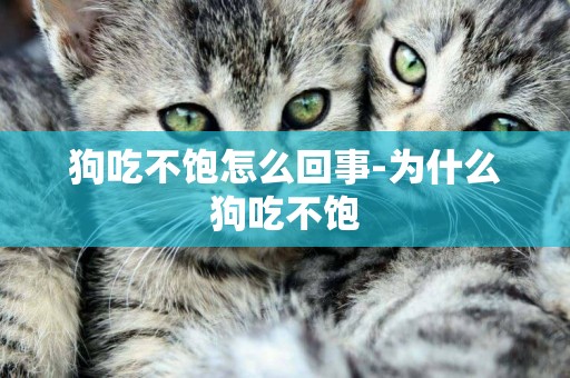 狗吃不飽怎么回事-為什么狗吃不飽