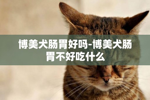 博美犬腸胃好嗎-博美犬腸胃不好吃什么