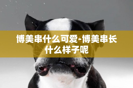 博美串什么可愛-博美串長什么樣子呢
