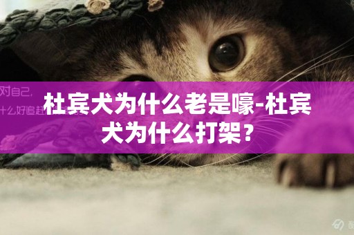杜賓犬為什么老是嚎-杜賓犬為什么打架？