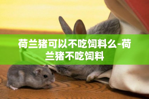 荷蘭豬可以不吃飼料么-荷蘭豬不吃飼料