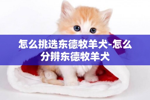 怎么挑選東德牧羊犬-怎么分辨東德牧羊犬