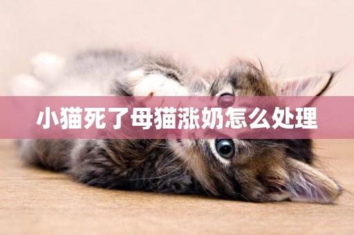 小貓死了母貓漲奶怎么處理