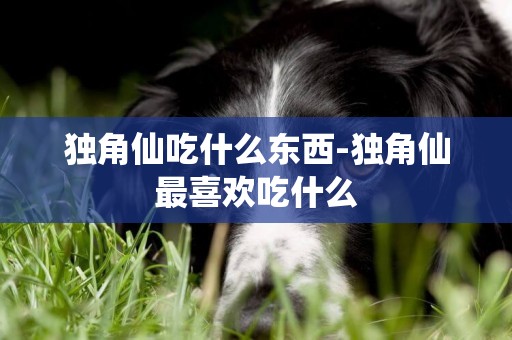 獨角仙吃什么東西-獨角仙最喜歡吃什么